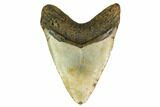 Huge, Fossil Megalodon Tooth - North Carolina #146778-2